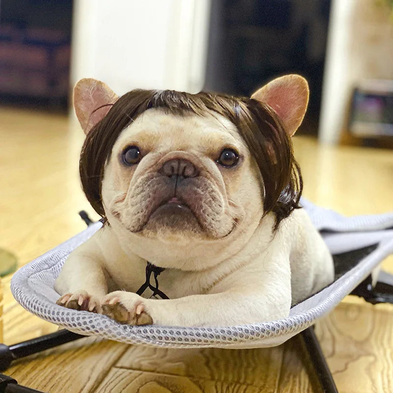 💇♀️🐾 CocoBellas “Bad Hair Day” Pet Wig Collection