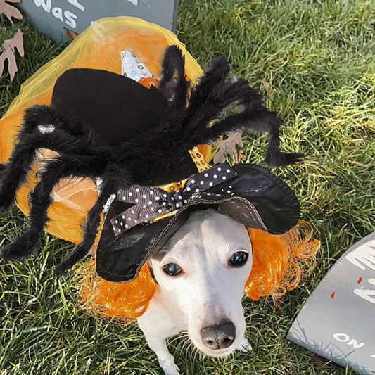 🕸️🐾 CocoBellas “Creepin’ It Real” Spider Costume