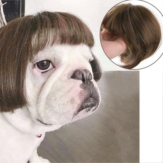 💇‍♀️🐾 CocoBellas “Bad Hair Day” Pet Wig Collection
